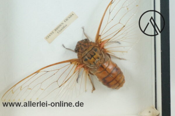 Echte GIANT BROWN CICADA Cicadidae Riesen-Insekt in Schaukasten-1