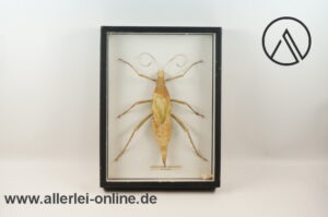 Malaiische Riesengespenstschrecke | Green Nymph Stick Insect Phasmatodea in Schaukasten
