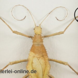 Malaiische Riesengespenstschrecke | Green Nymph Stick Insect Phasmatodea / Schaukasten-1